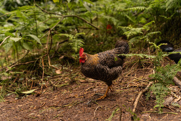 Rooster walking in forest