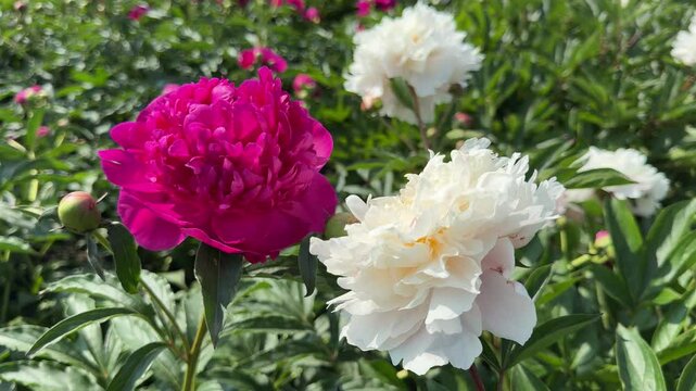 White and pink peonies blooms.
