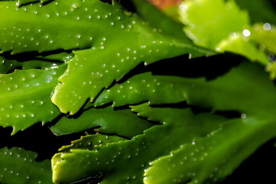 Seaweed, sea oak