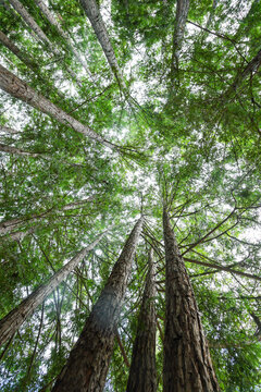 Fototapeta Beautiful redwoods