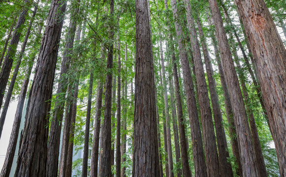Beautiful redwoods