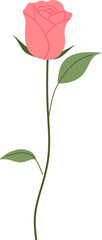Handdrawn Rose Flower Decoration