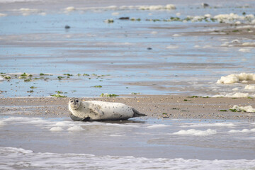 Eierland, De Cocksdorp, Texel, The Netherlands, Oktober 28th, 2024, A cute seal lounges on a sandy...