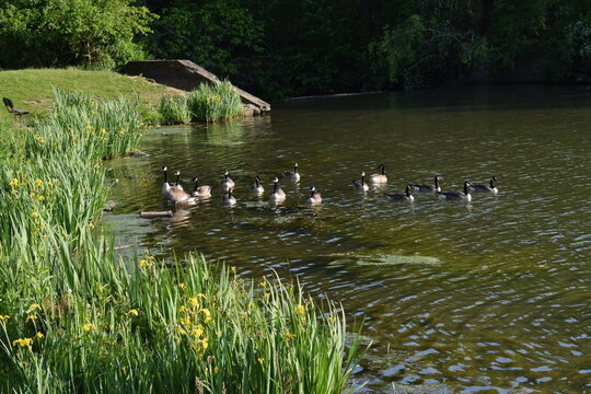 Geese family group
