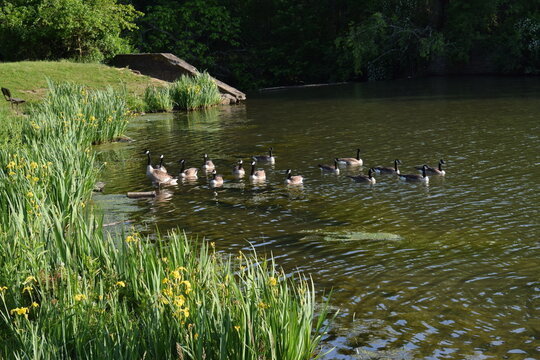 Geese family