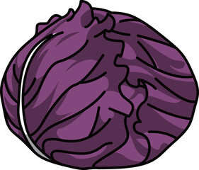 色付きの丸ごとキャベツのイラスト