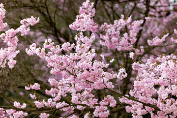 Cherry blossoms are in full bloom, showcasing their delicate pink flowers and vibrant nature all around