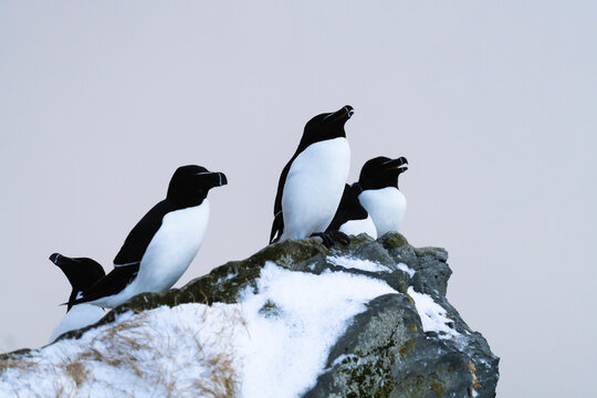 Razorbills Perched On A Rock In Northern Norway  