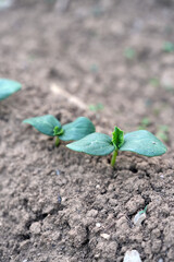cucumber seedling
