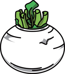 色付きの丸ごとかぶのイラスト