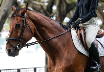 equestrian sport