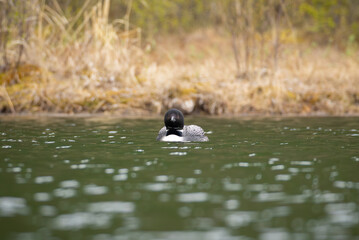 Common loon floating at the lake in attentiveness