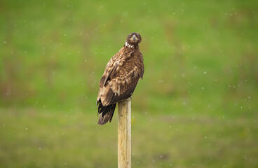 Juvenile bald eagle soaking up in the rain