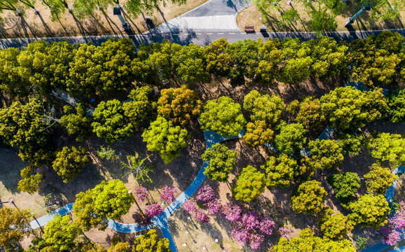 Aerial View of Trees, Flowers, and Light in Park