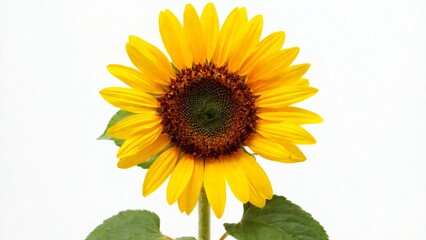 Obraz premium Vibrant Sunflower Blooming Against Clean White Background