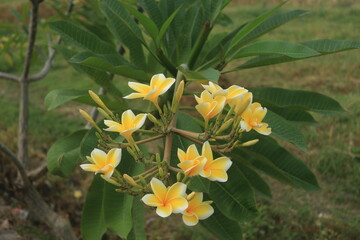 Fototapeta premium white and yellow frangipani flowers that grow on the side of the road