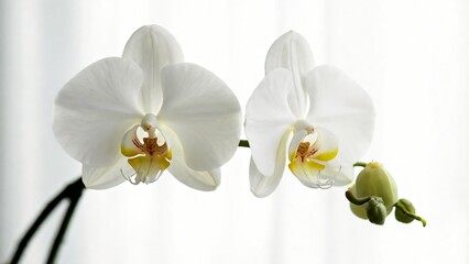 Elegant White Orchids in Soft Natural Light on Bright Background