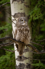 Great grey owl on a branch looking into the distance