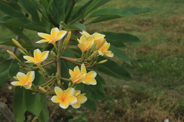 white and yellow frangipani flowers that grow on the side of the road