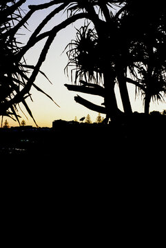 Ibis Silhouette