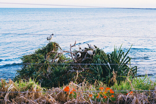 Seaside Ibis