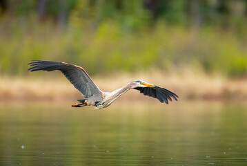 great blue heron on a very low fly by