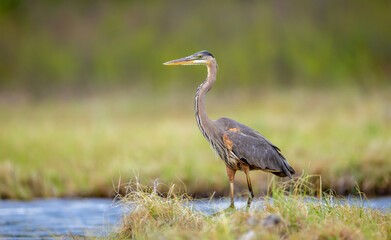 great blue heron staring into the distance