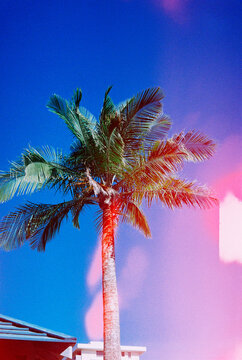 Light Leaked Palm