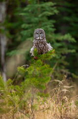 great grey owl on a branch