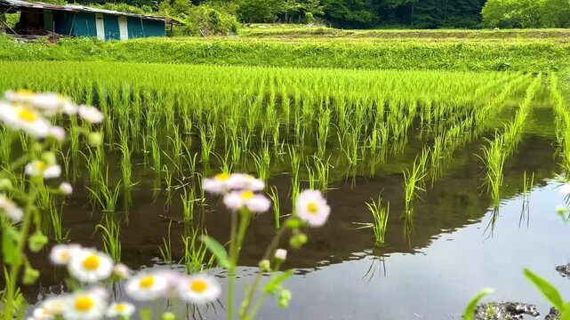 4k 田植えしたばかりの段々畑（ティルトアップ）