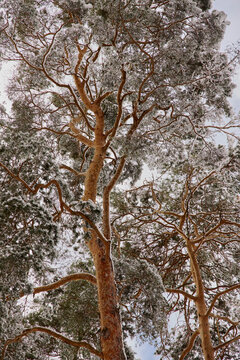 Snowy Pine forrest 
