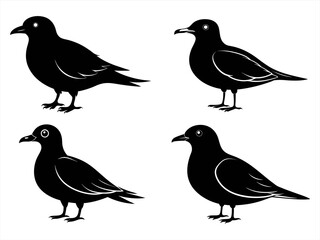 skua sihouette black vector bundle