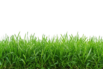 fresh green grass lawn isolated on white background png transparent clipart.