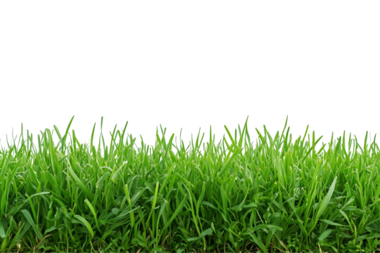 fresh green grass lawn isolated on white background png transparent clipart.