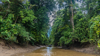 Tropical rainforest. Tourist boats sail along the river channel. Impenetrable jungle thickets on the shores. The branches of the trees bent over the water. Malaysia. Borneo. Kinabatangan River