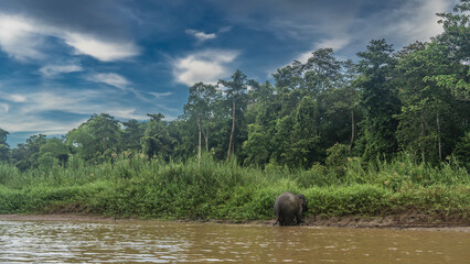 A pygmy elephant stands in the water by the riverbank. Thickets of lush tall green grass on the...
