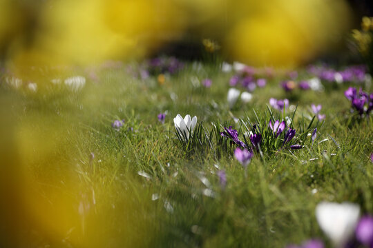Crocus flowers in the grass