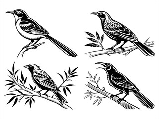 weaverbird silhoette black vector bundle