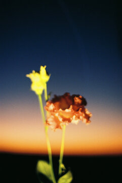Analog blurry photo of flowers with the sky