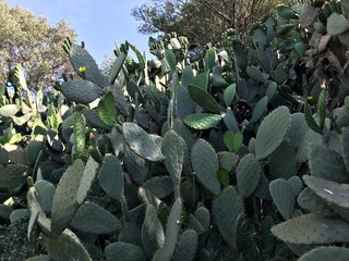 Premium Photography of Opuntia ficus-indica in full bloom isolated. Prickly Pear Cactus blossom close up, Indian Fig blooming, Barbary Fig isolated, Nopal Cactus, Mission Cactus. Mediterranean fruits.