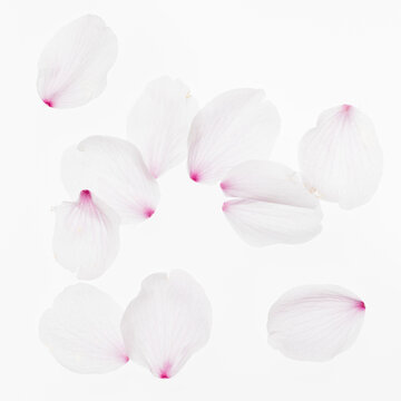 Sakura flower petals on white