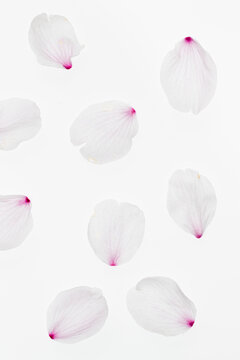 Sakura flower petals on white