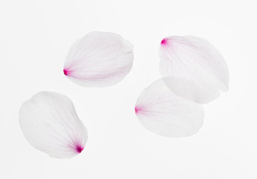 Sakura flower petals on white