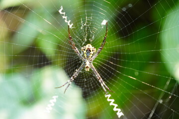 The back of the Silver argiope spider on its web in close up with green blurry background