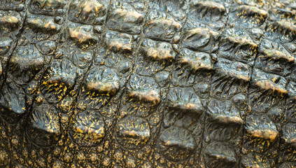 Background: Crocodile skin is dark black. The pattern on the crocodile skin is sharp and highly...