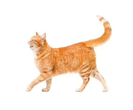 ginger cat walking, isolated on transparent background