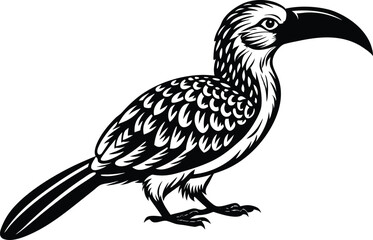 Black  hornbill bird with prominent beak and black wings, isolated on a white background, perfect for wildlife illustrations
