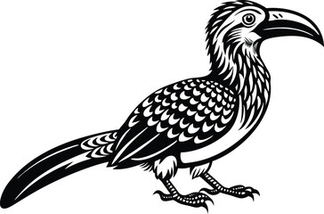  hornbill isolated on white background