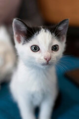 Close-up of a black & white kitty with blue eyes.