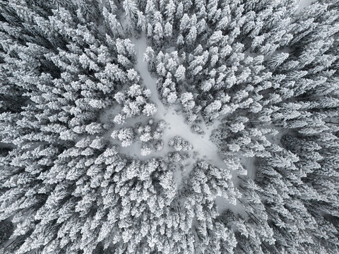 Snowy forest, overhead shot
